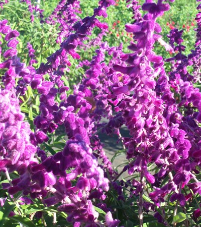 Mexican Bush Sage All Purple